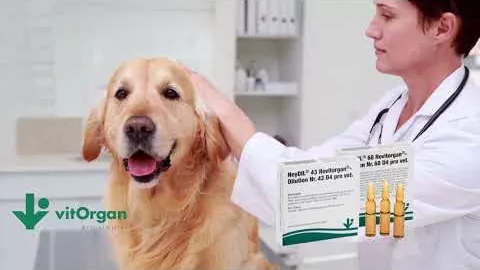 Video about NeyDIL® No. 43 Revitorgan® D4 pro vet.Ampoules, 5X2 ml