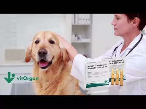 Video about NeyDIL® No. 68 Revitorgan® D4 pro vet.Ampoules, 5X2 ml