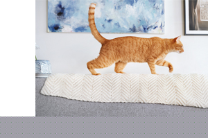 FRONTLINE Combo Spot on cat skin preparation, 3 pcs