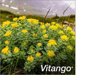 VITANGO Film-coated tablets, 60 pcs