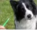 Instructions for use for Amflee 67 mg for small dogs, 3 pcs - 5