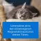 TRAUMEEL LT ad us.vet.ampoules, 5X5 ml