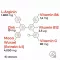 Maca 4:1 high dose + L-arginine capsules, 240 pieces