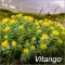 Instructions for use for Vitango film-coated tablets, 90 pcs - 2