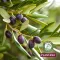 Plantana Olive body cream with vitamin E, 500 ml